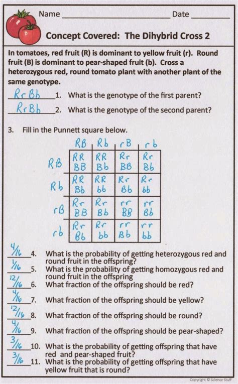 10 Genetics Practice Problems With Answers Revealed