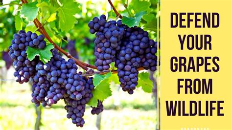 3 Reasons Birds Should Avoid Grapes