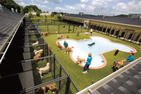 5 Best Dog Boarding Options Near Atlanta Airport