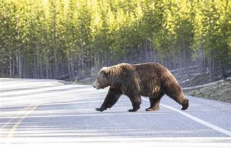 5 Grizzly Bear Spottings At Anchorage Airport