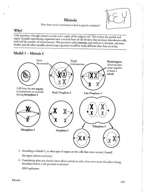 5 Key Meiosis Pogil Answer Key Takeaways