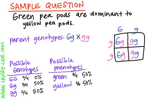 5 Punnett Square Practice Problems Made Easy