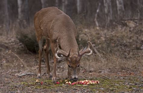 5 Reasons Deer Love Apples