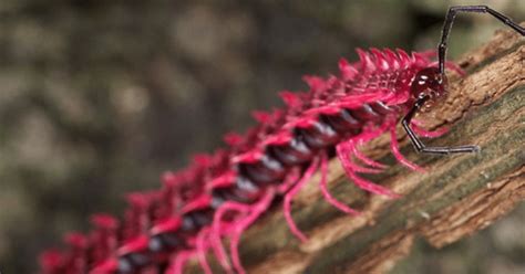 5 Shocking Facts About Pink Dragon Millipede