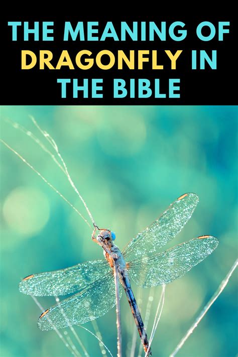 5 Symbolic Meanings Of A Dragonfly