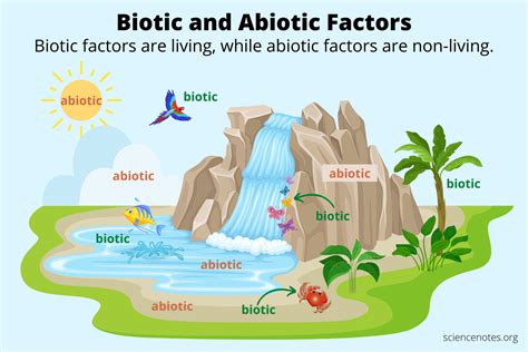 5 Ways Abiotic Factors Affect Rubber Banding