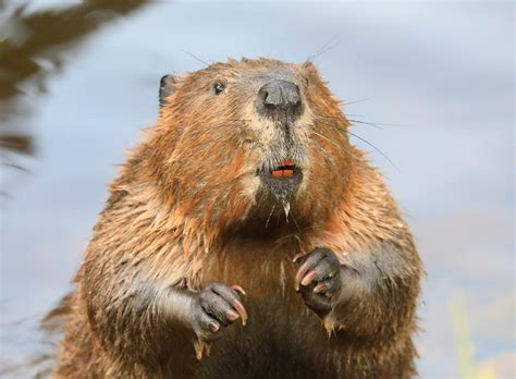 5 Ways Beavers Impact Ottawa And Grand Rapids Ecosystems