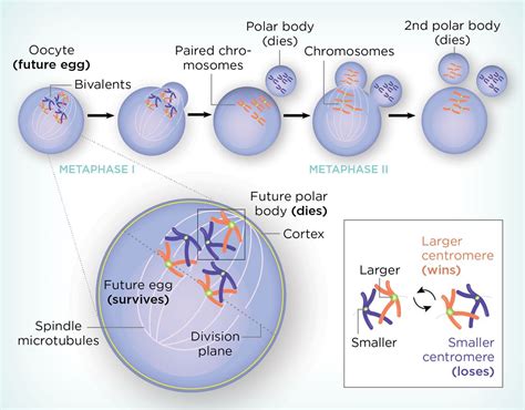 5 Ways Centromeres Split Apart During Mitosis