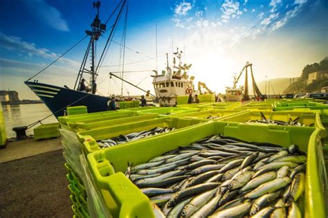 5 Ways Fanad Fisheries Teoranta Boosts Irish Fishing Industry