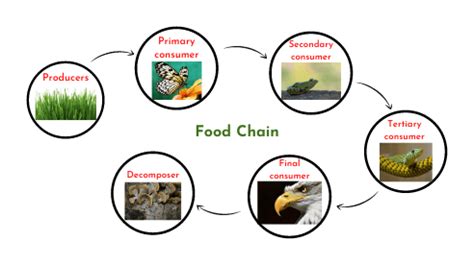 5 Ways Food Chains Impact Our Ecosystem