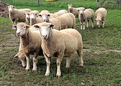 5 Ways To Identify Red Marks On Sheeps Back