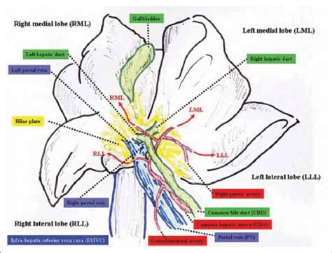 6 Key Functions Of The Pig Bile Duct