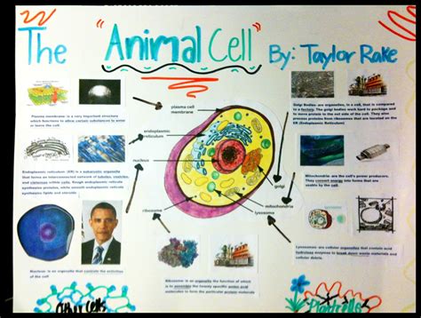 7 Creative Ways To Build A Cell Analogy Project