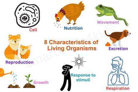 7 Key Characteristics Of Living Things Explained