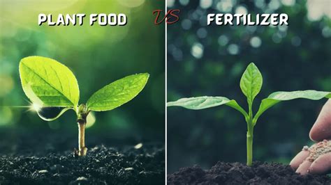 7 Key Differences Plant Food Vs Fertilizer