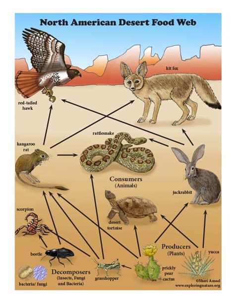 7 Key Players In A Desert Food Web