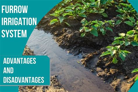 7 Pros And Cons Of Furrow Irrigation