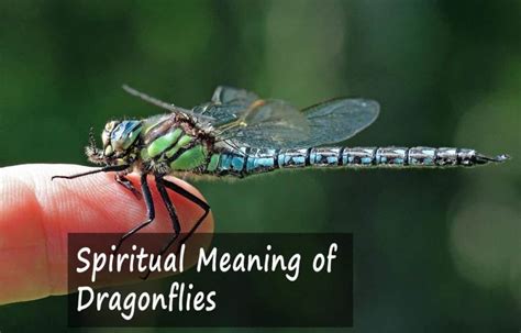 7 Symbolic Meanings Of Dragonflies Revealed