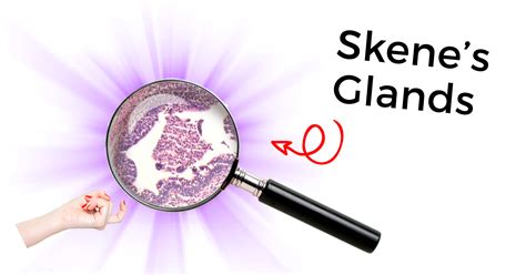 7 Things To Know About The Skene Gland