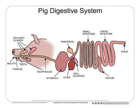 7 Ways Pig Digestive System Diagram Helps Farmers