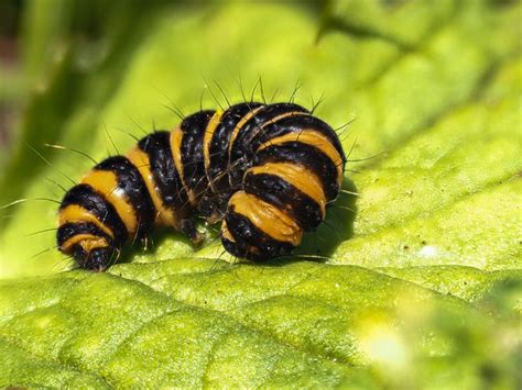 7 Ways To Manage Yellow Necked Caterpillar On Apple