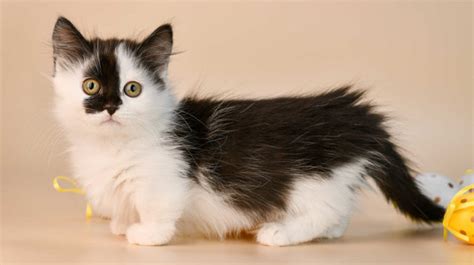 8 Adorable Cat Breeds With Short Legs