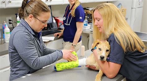 Airport Animal Emergency Center: Urgent Pet Care On The Fly