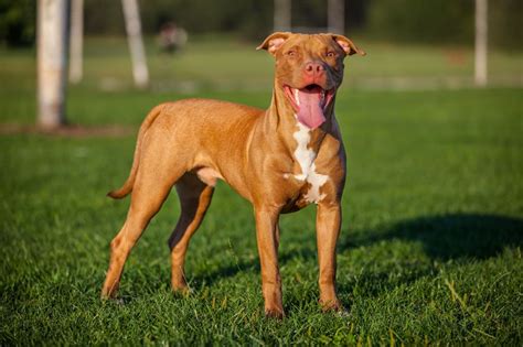 American Pit Bull: All About The Red Nose Breed