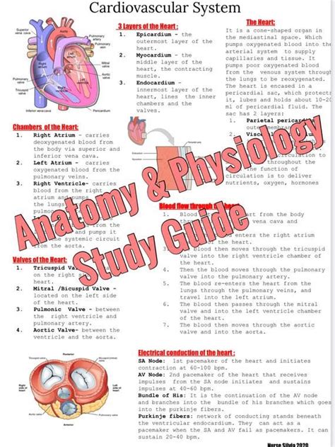 Anatomy And Physiology Quizlet Study Guide Essentials