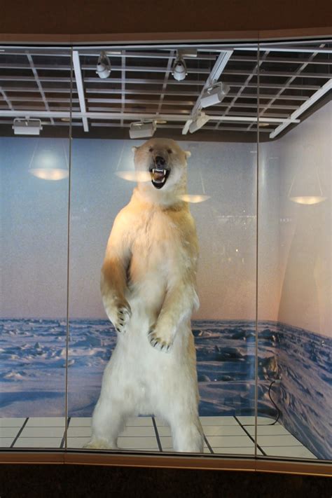 Anchorage Airport Bear On Display