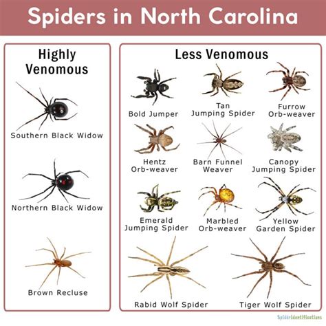 Brown Spiders In North Carolina: What You Need To Know