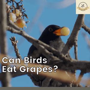 Can Birds Eat Grapes Safely And Without Harm