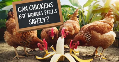 Can Chickens Eat Banana Skins Safely