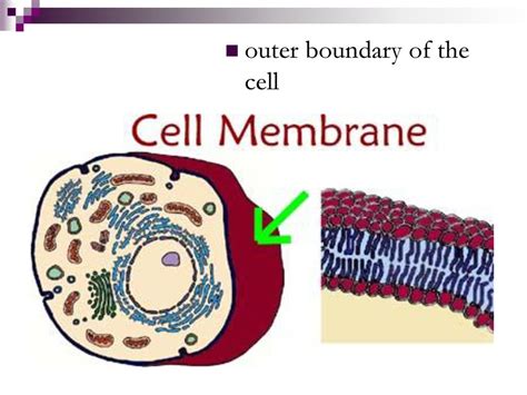 Cell Membrane: The Outer Boundary Of A Cell Explained