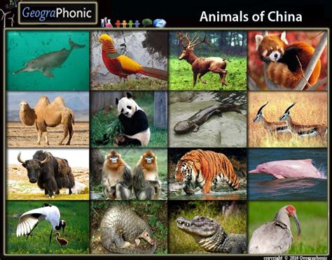 Chinese Animal Quiz Pdf For Kids And Learners