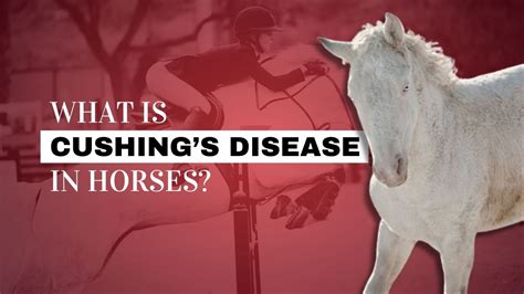 Cushings Disease In Horses: Breed Disposition Explained