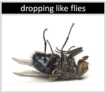 Dealing With People Who Are Irksome Like A Fly