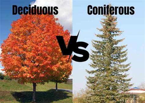 Deciduous Vs Coniferous Trees: Key Differences Explained