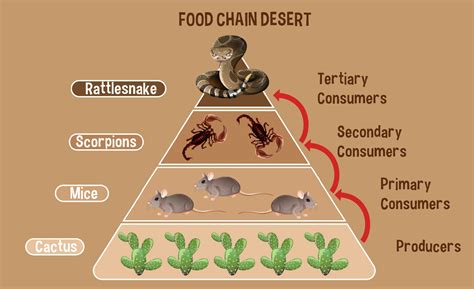 Desert Food Chain: 7 Key Components Revealed