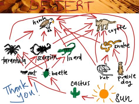 Desert Food Web: 7 Key Players Revealed