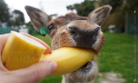 Do Deer Eat Bananas As A Food Source Naturally