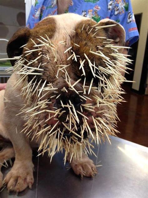 Dog Stuck With Porcupine Quills: What To Do Next