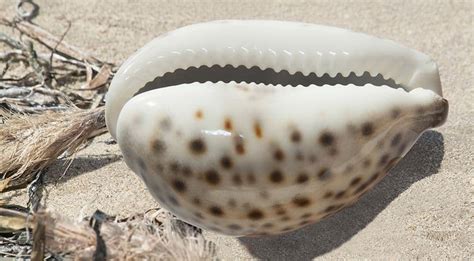 Earn Seafarers Cowrie With These Proven Methods