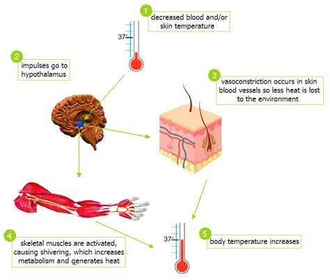 Emg Effects Of Cold Temperatures On Muscles