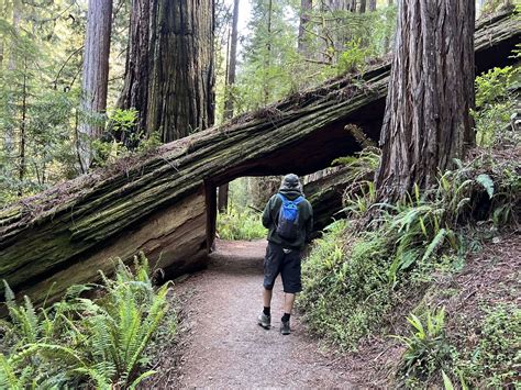 Exploring The Redwood Forest Airport: Natures Hidden Gem