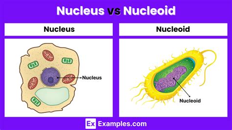 Gerts Nucleus Vs Lisseaur Tract: Differences Explained