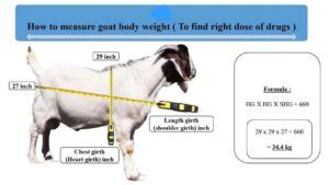 Goat Body Weight Calculator: Easy Livestock Weight Estimation