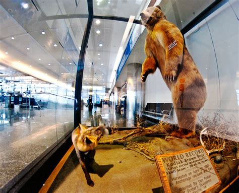 Grizzly Bear Spotted At Alaska Airport Runway