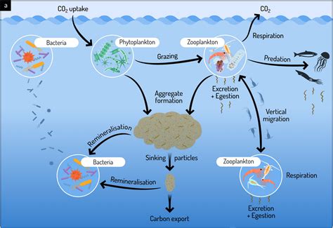 How Phytoplankton Fix Nitrogen: 3 Key Ways