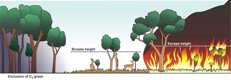 Human Impact On Savannas: A Growing Environmental Concern